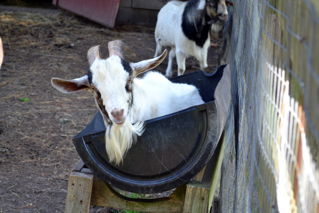 goat in a barrel