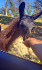 feeding the animals at The Farm at Walnut Creek