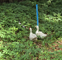 Ducks we found in Blufton SC