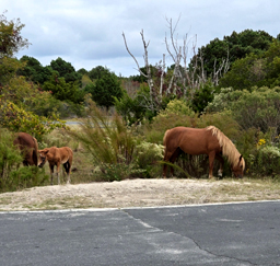 Horses on Assategue Island