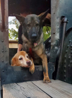 Dogs at Knoebels