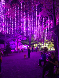 knoebels hallo-fun at night