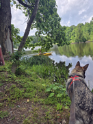 lakewood park lake and our shephard