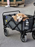 Golden retriever in a wagon at Knoebels