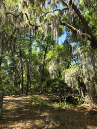 Spanish Moss in Blufton SC