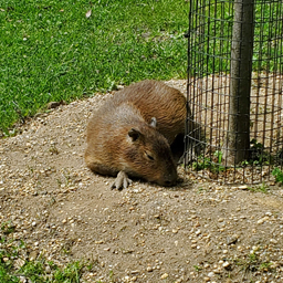 capybaera at the Cape May Zoo