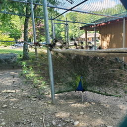 Peacock at otter lake