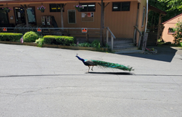 peacock roaming around at otter lake