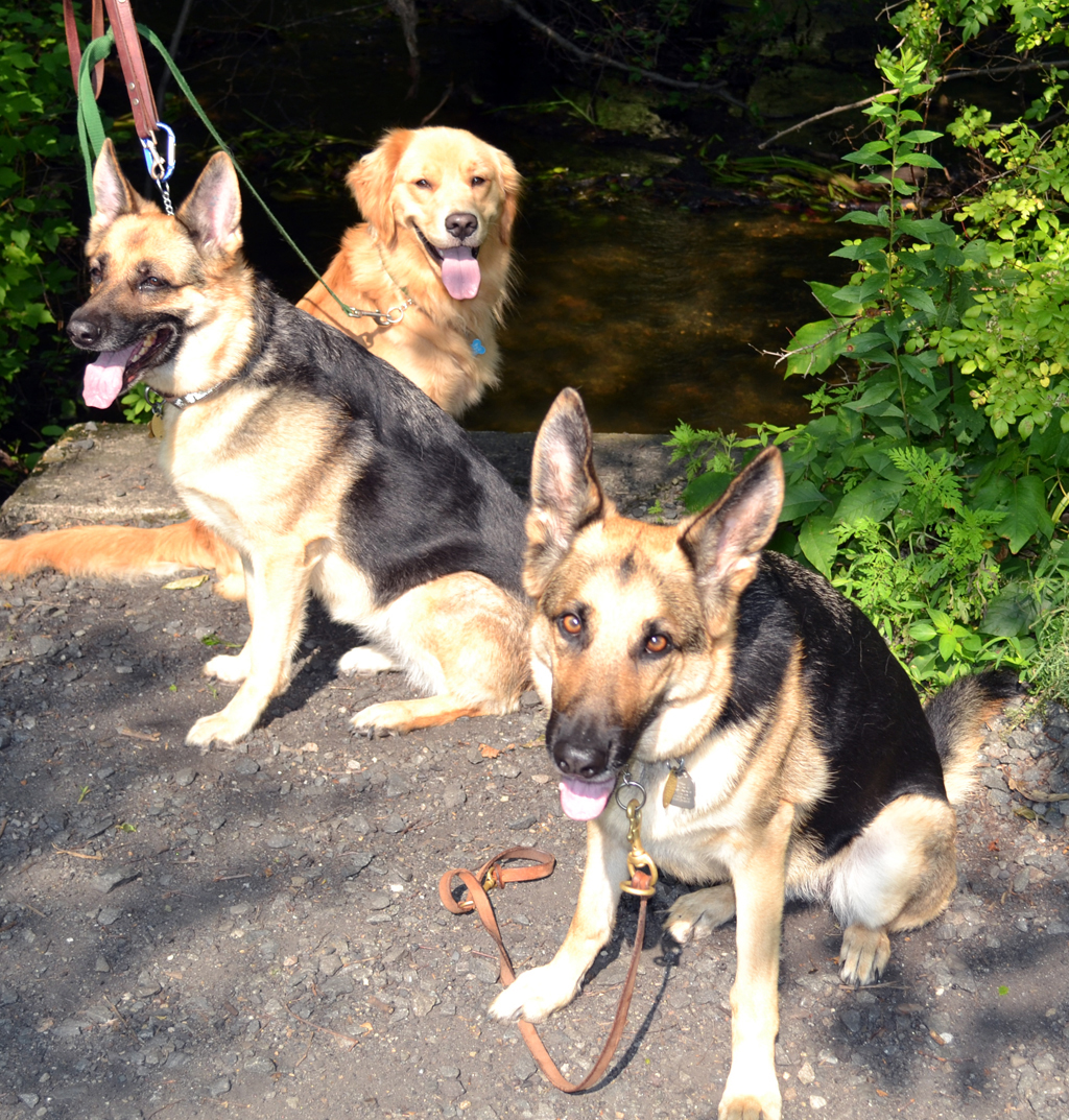 two german shepherds and a golden retriever