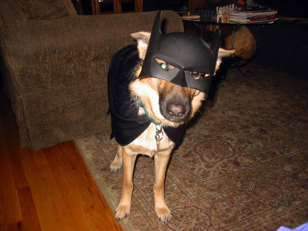 german shepherd named Karma in a batman costume