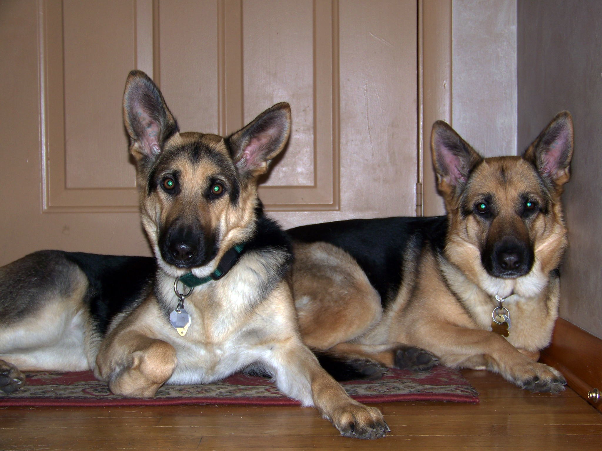 german shepherd dogs karma and oprah are best friends