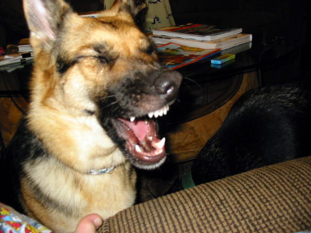 german shepherd dog Karma yawning