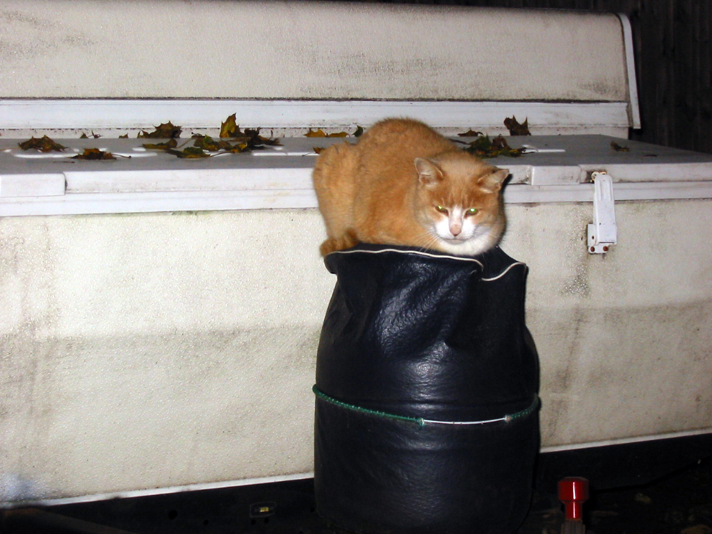 Casey the cat sitting on a pop-up trailer