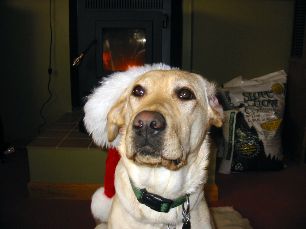 Yellow lab Cher with a santa hat