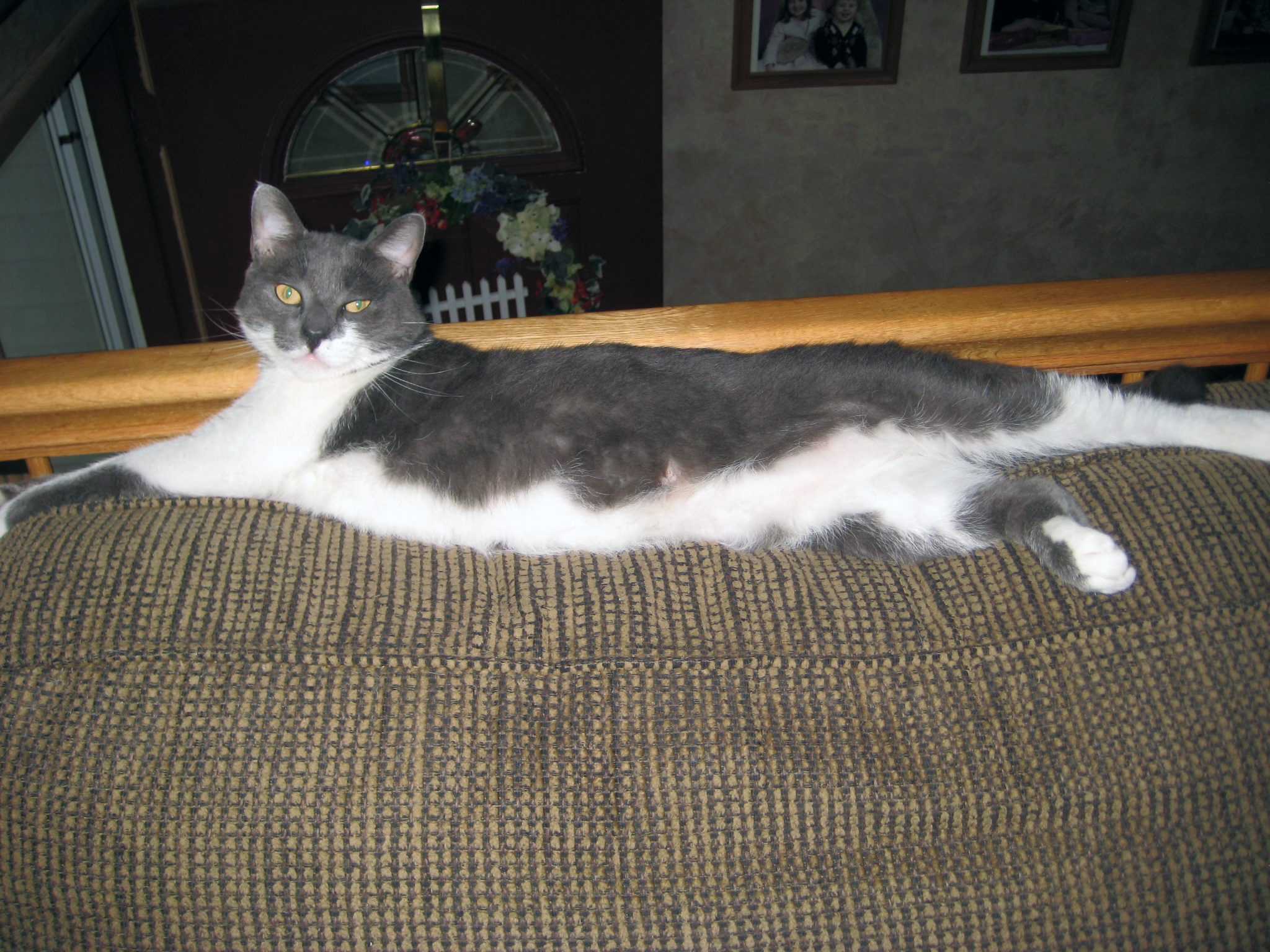 Joey the grey and white cat streatching out on top of the couch