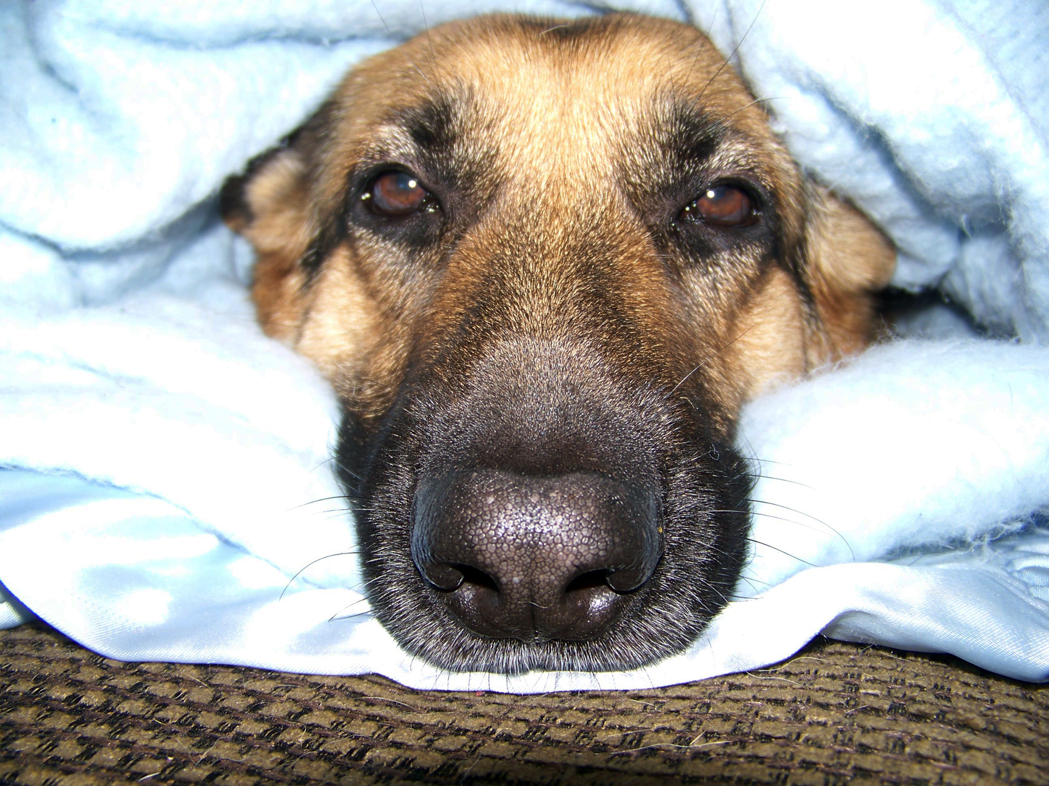 german shepherd Oprah with only her head sticking out of a blanket