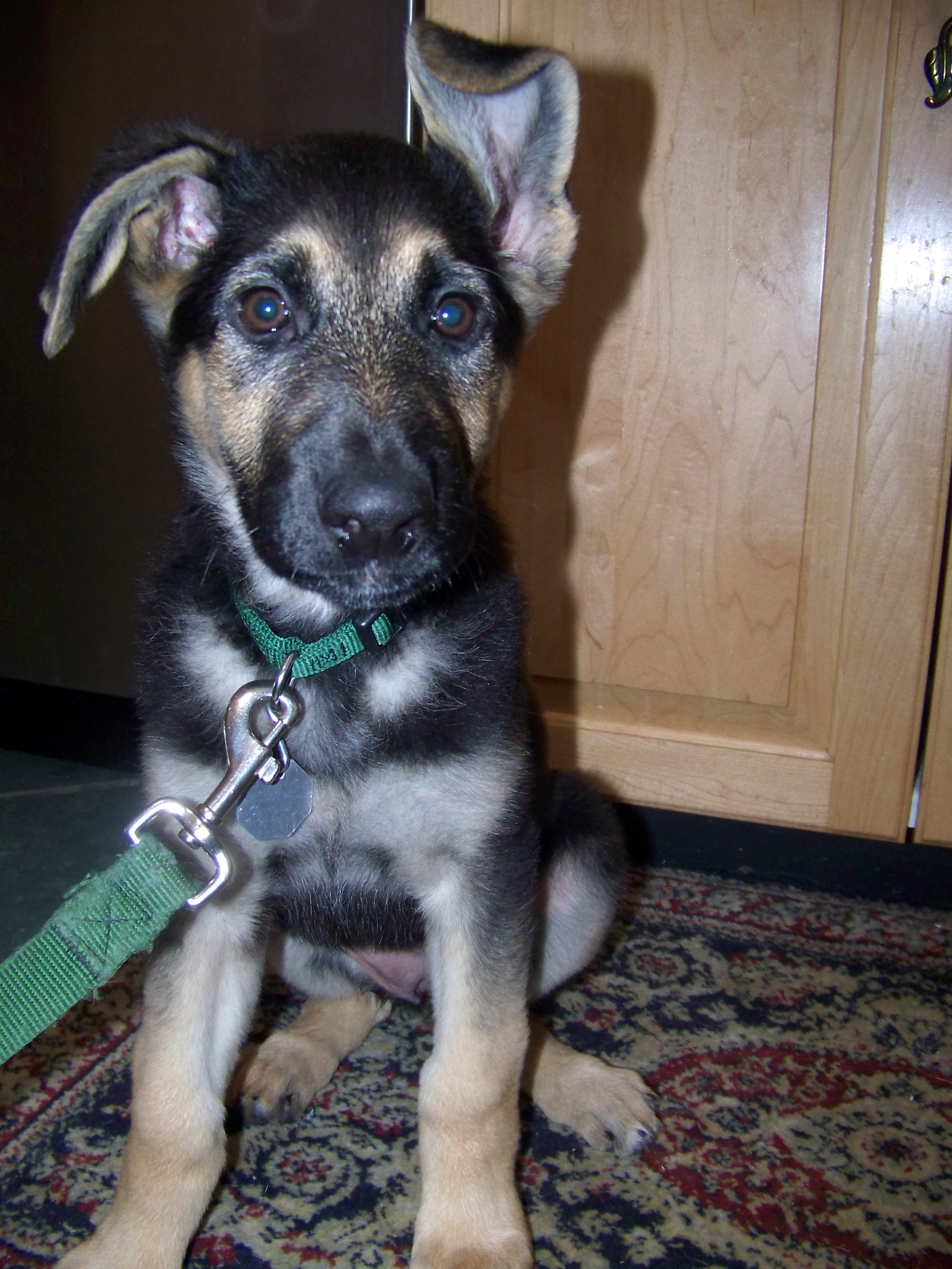 german shepherd Oprah had the craziest ears when she was young