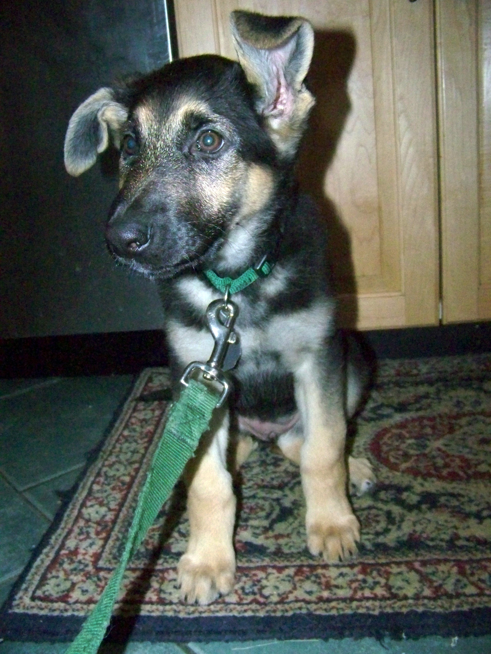 crazt ears of a german shepherd