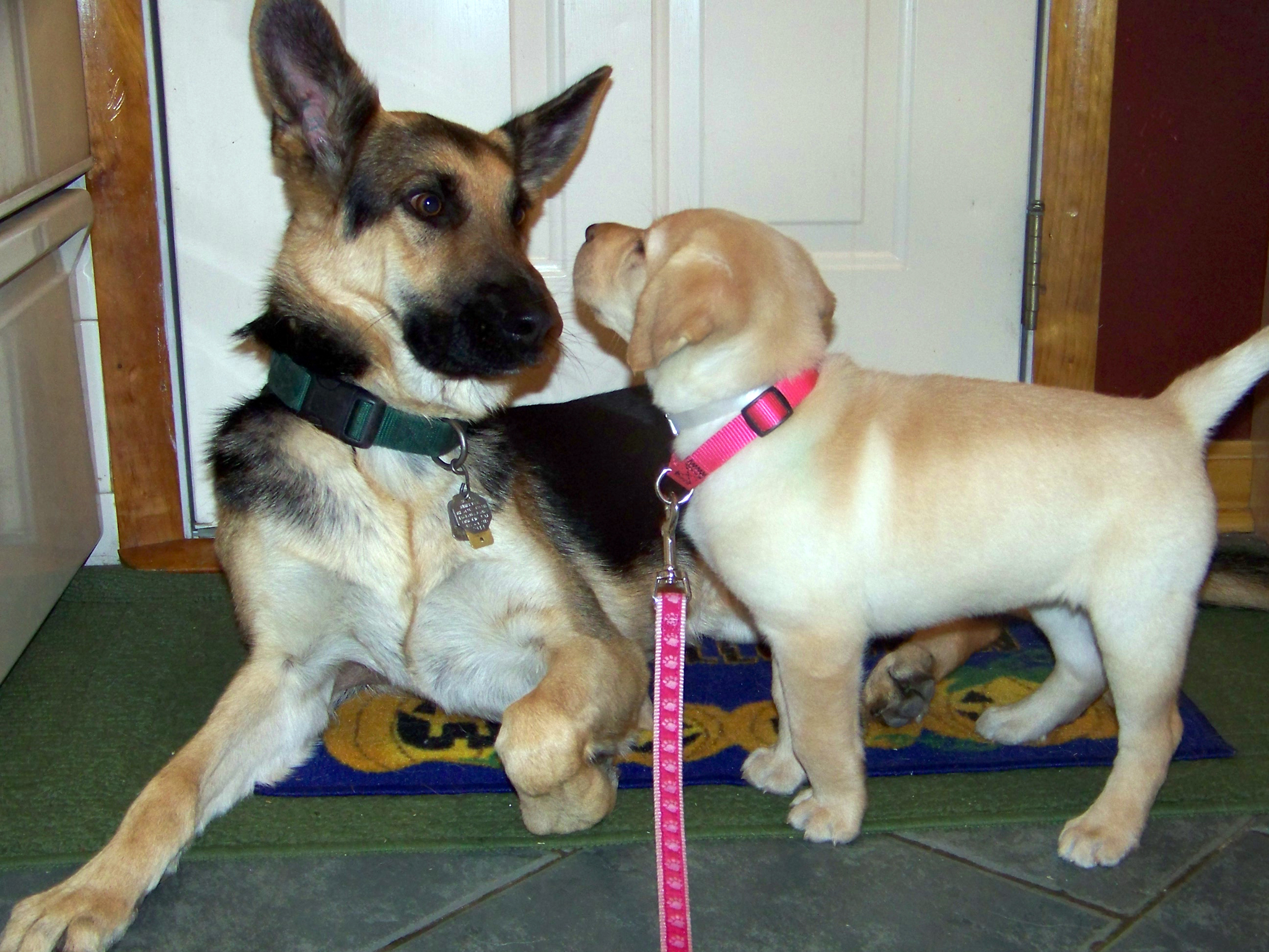 german shepherd Oprah looks after a young yellow lab Haiku