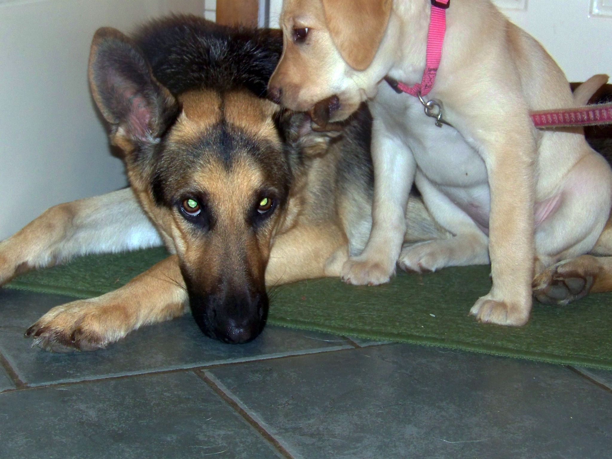 young yellow labrador chews on german shepherd Oprahs ear