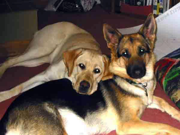 yellow lab Cher laying on top of german shepherd Karma