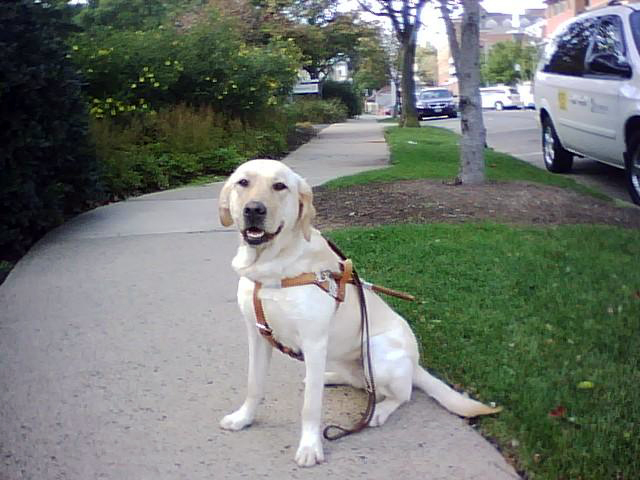 yellow lab Haiku ready to be a guide dog