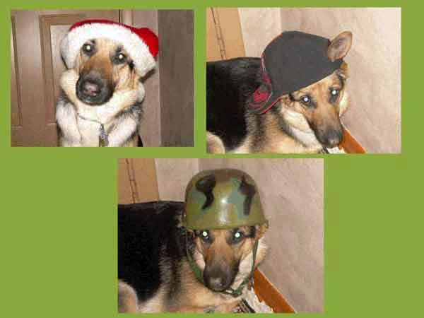 german shepherd Karma liked to wear hats