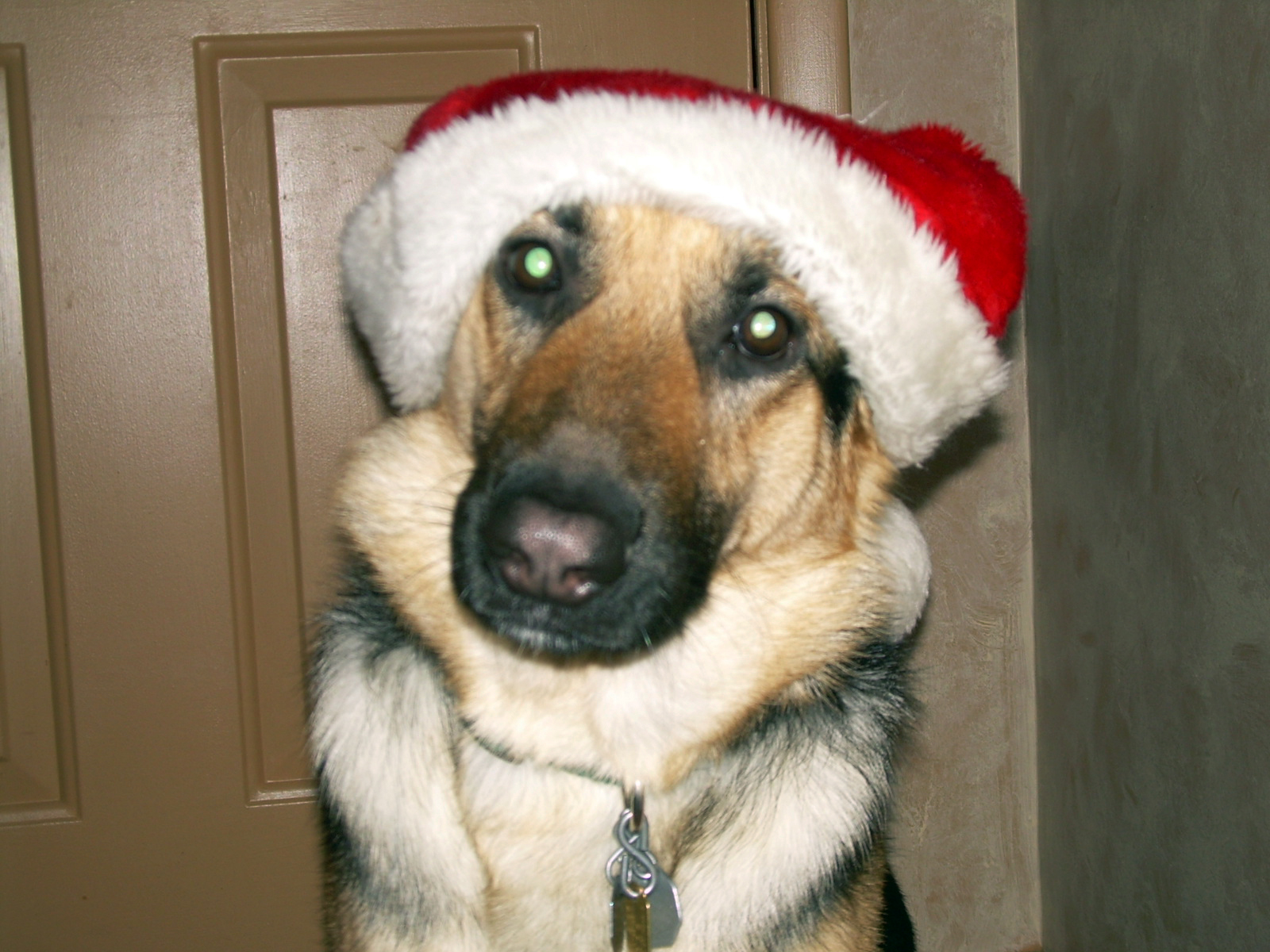 ho ho ho its german shepherd santa