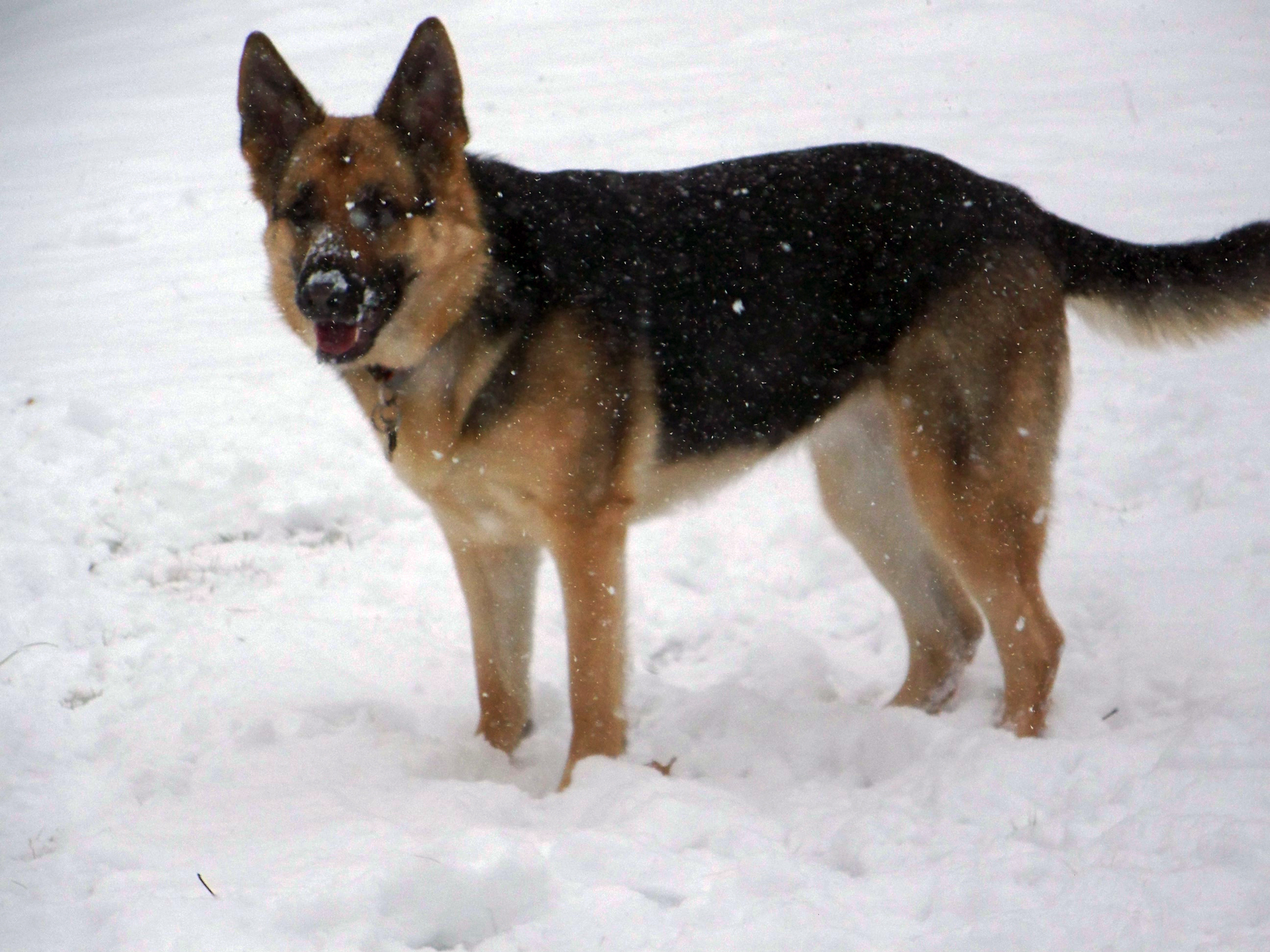 geran shepherd Karma loved the snow
