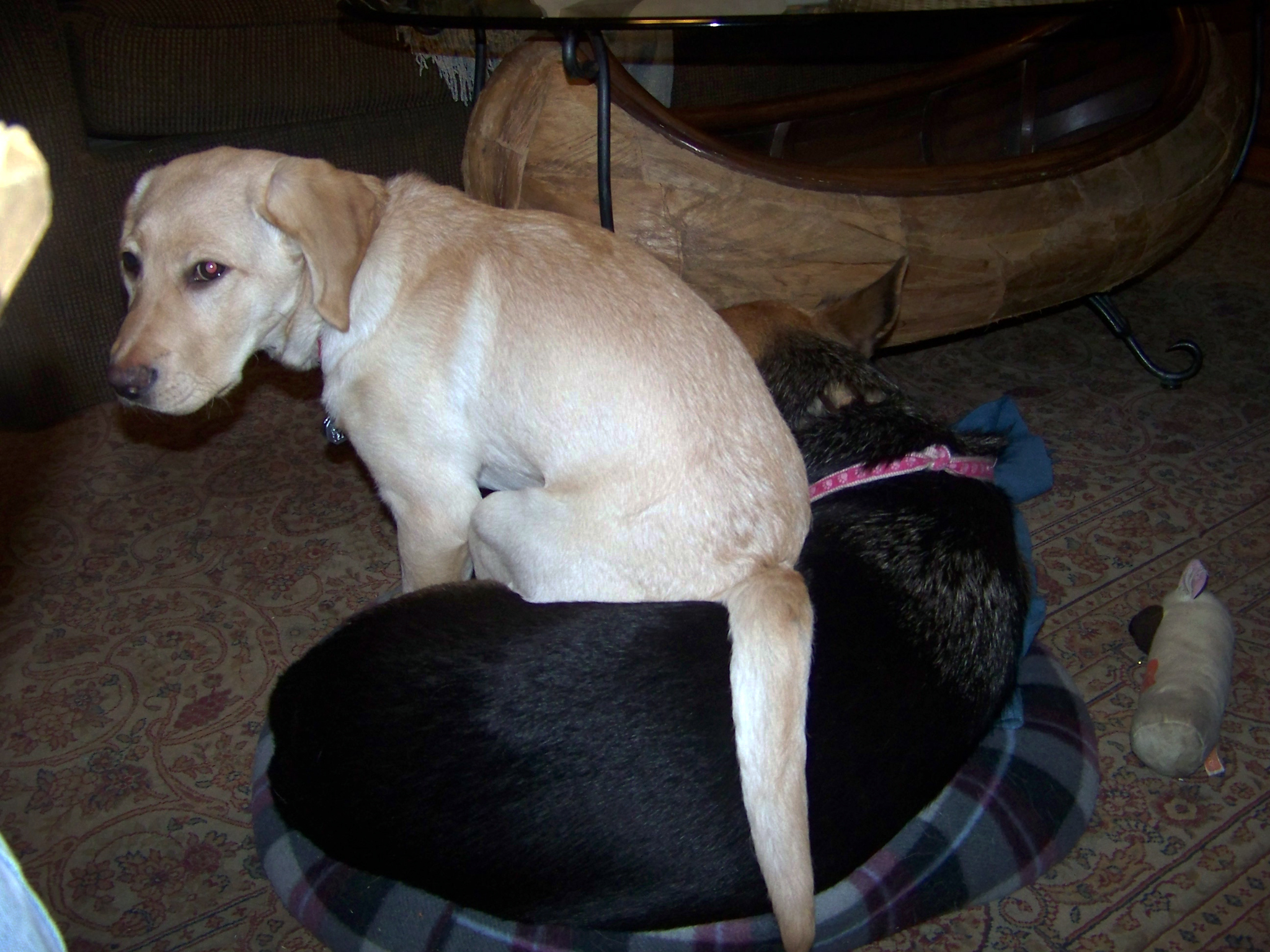 yellow lab Cher would always sit on something or someone