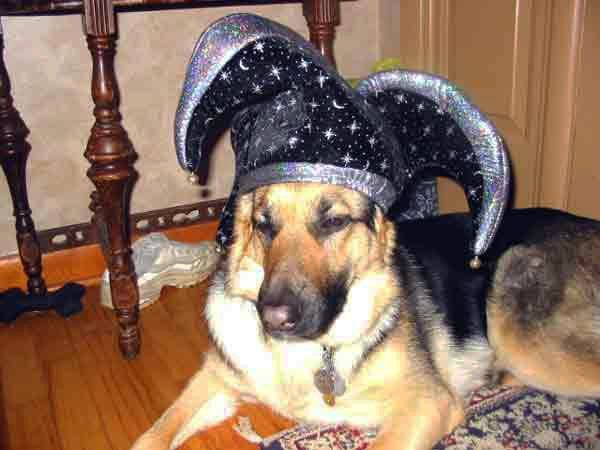 german shepherd Karma in a jesters hat