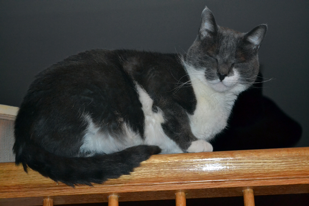 grey and white cat Joey sitting on a banister