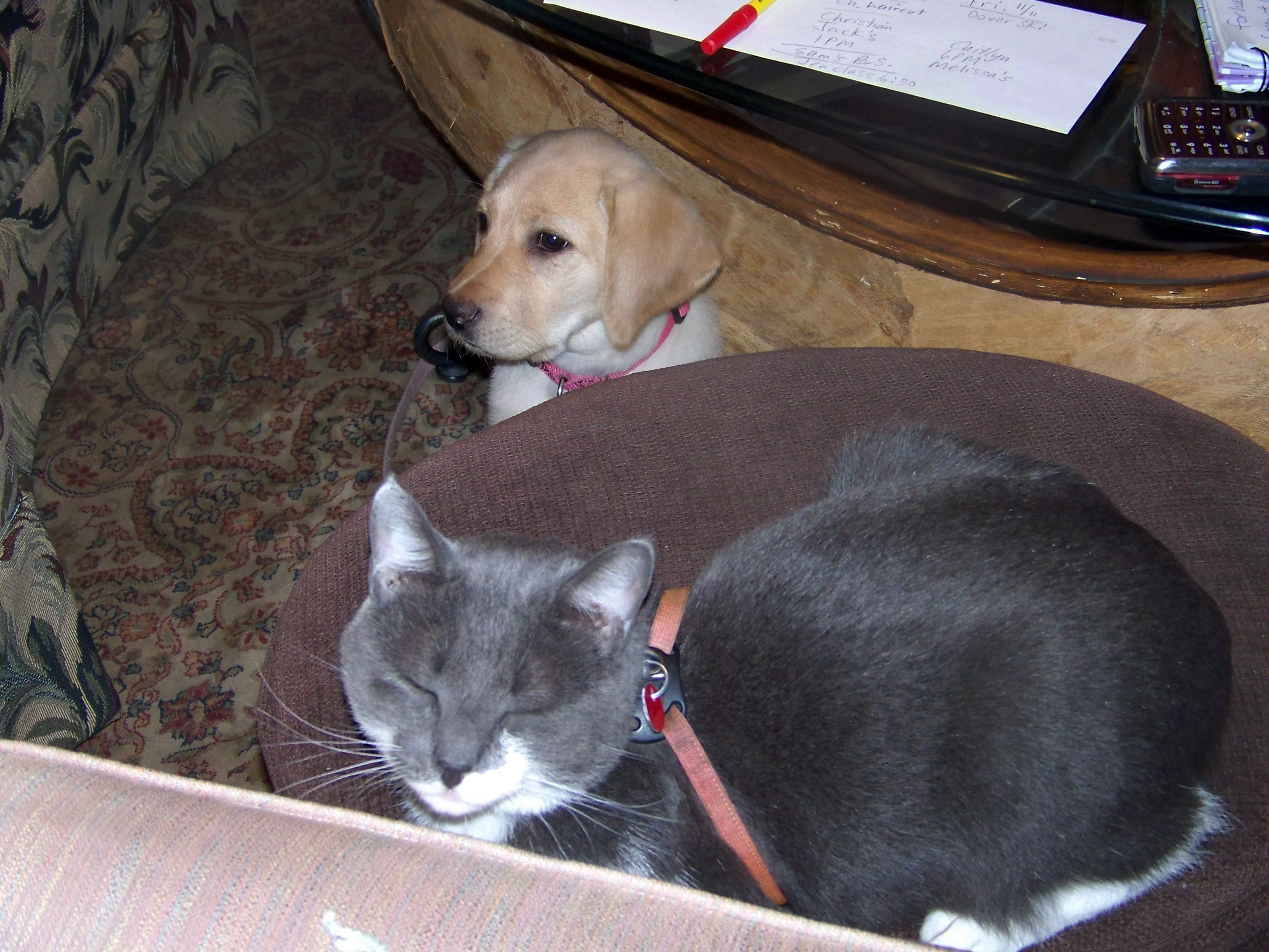 Joey the cat and Haiku the yellow lab