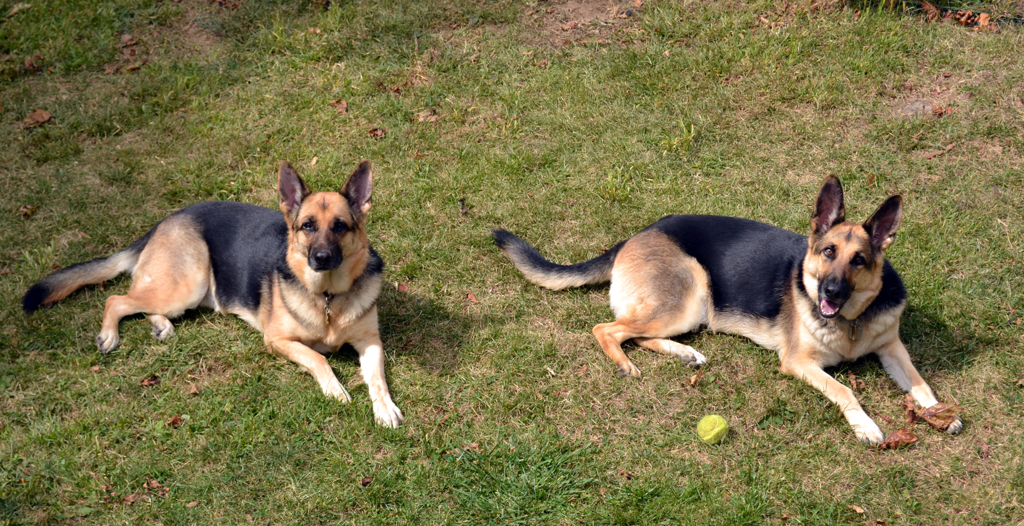 Karma and Oprah laying in the yard