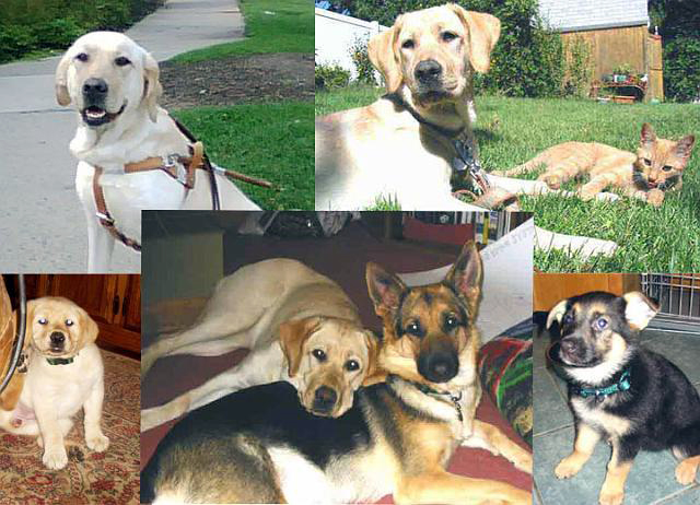 a collage of german shepherd Karma and yellow lab Haiku