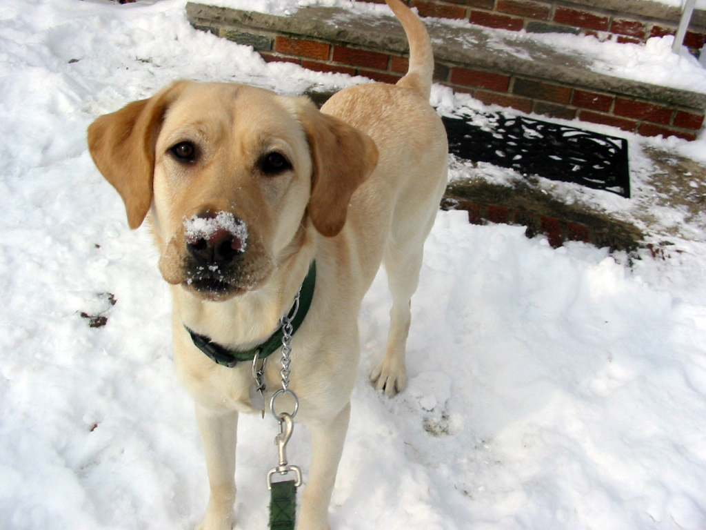 yellow lab Haiku in the snow