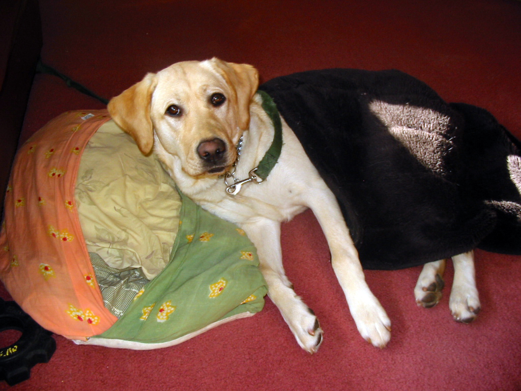 yellow labradore napping with a blanket