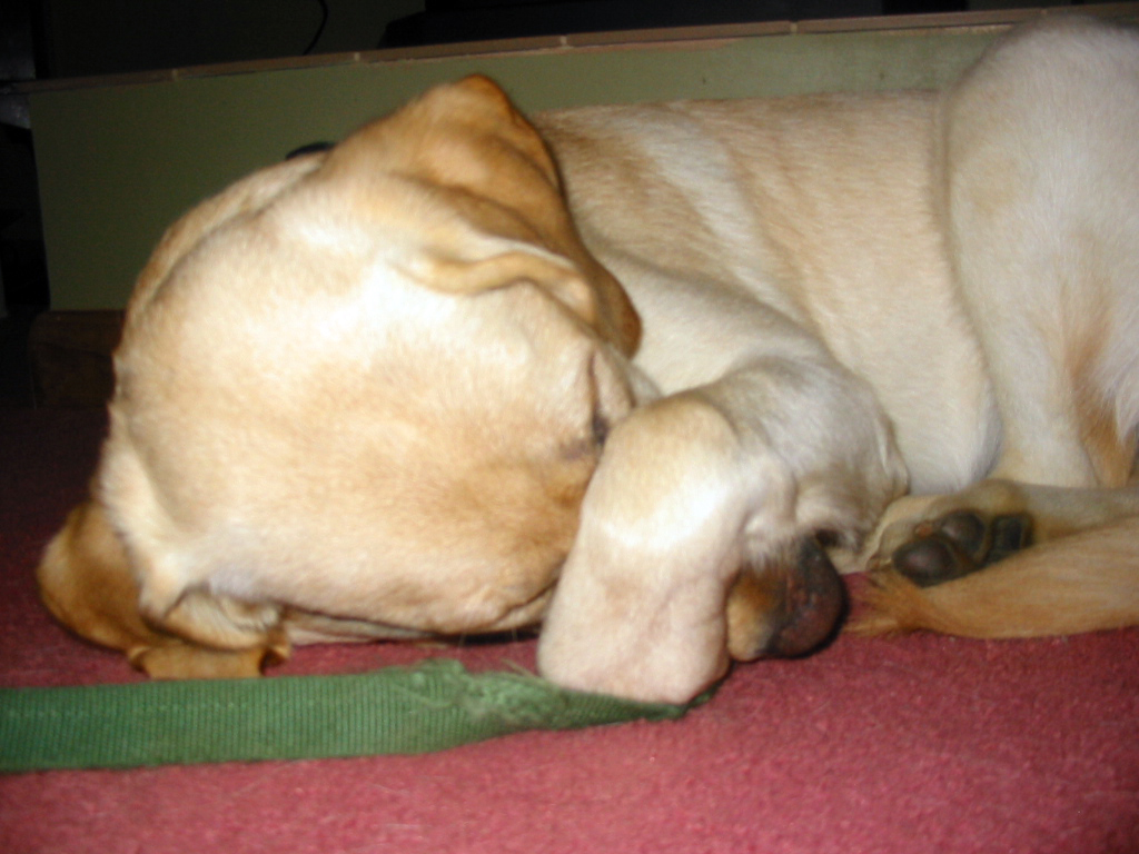 yellow lab hiding her eyes trying to sleep