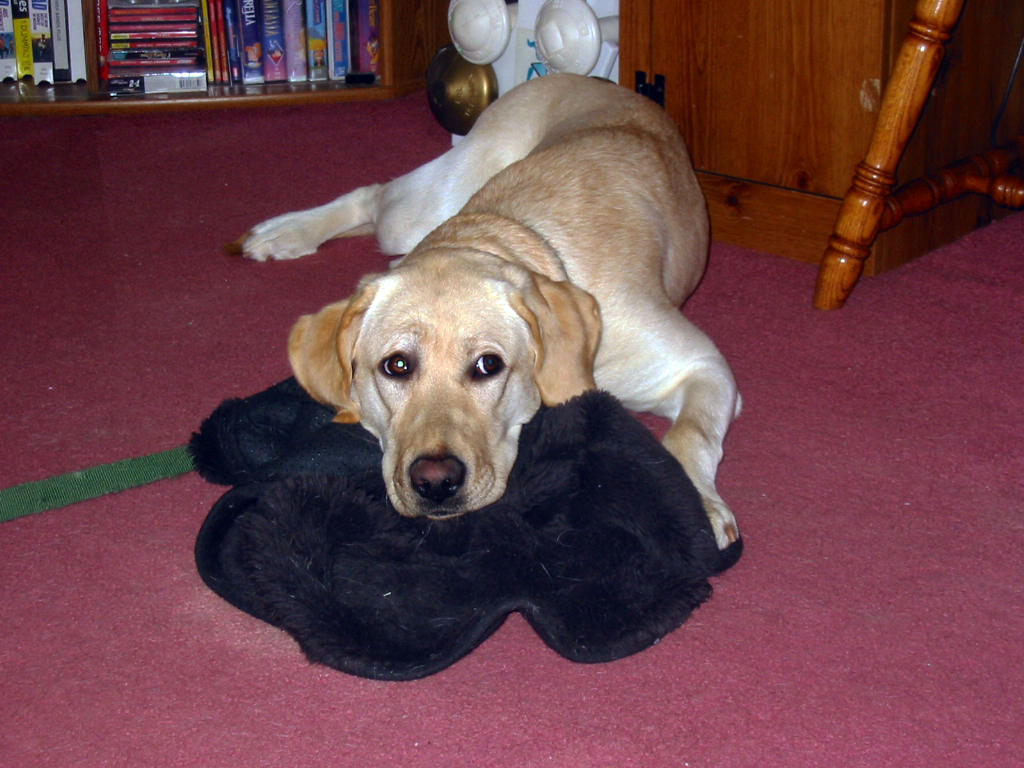 yellow lab laying on a black blanket