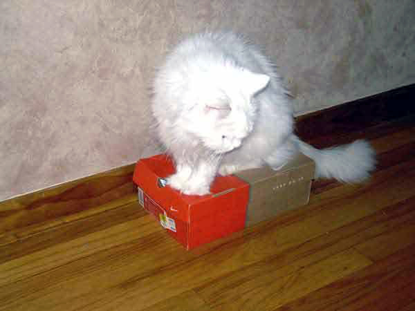 all white cat Kritter sitting in a box