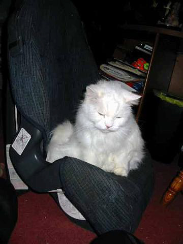 white cat Kritter sitting in a childs car seat