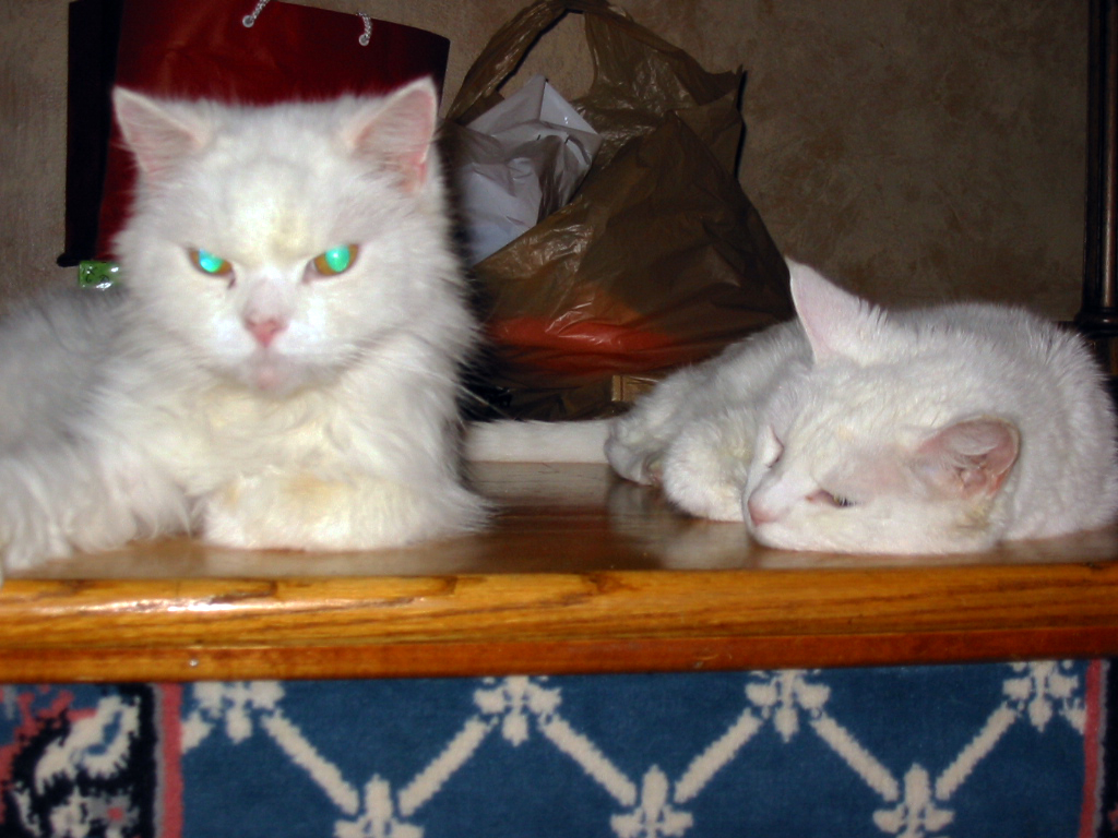 two white cats Kritter and Whitey napping together