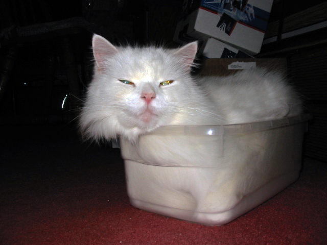 white long haired cat Kritter sitting in a see through box