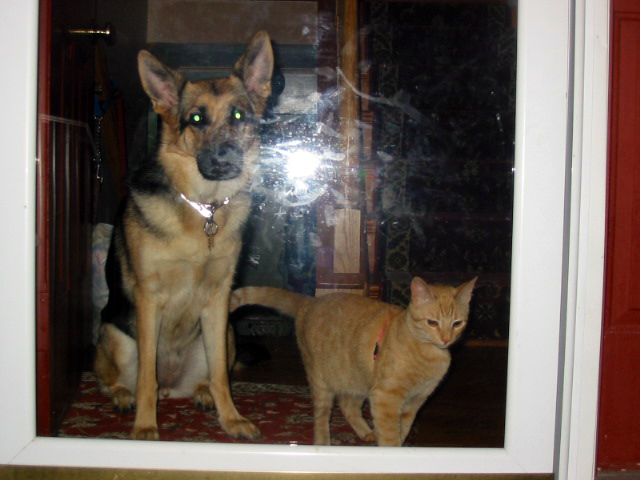 german shepherd Karma and Pecan the orange cat watching out the front door