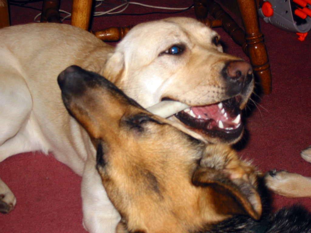 german shepherd Oprah and yellow lab Haiku chewing on the same bone