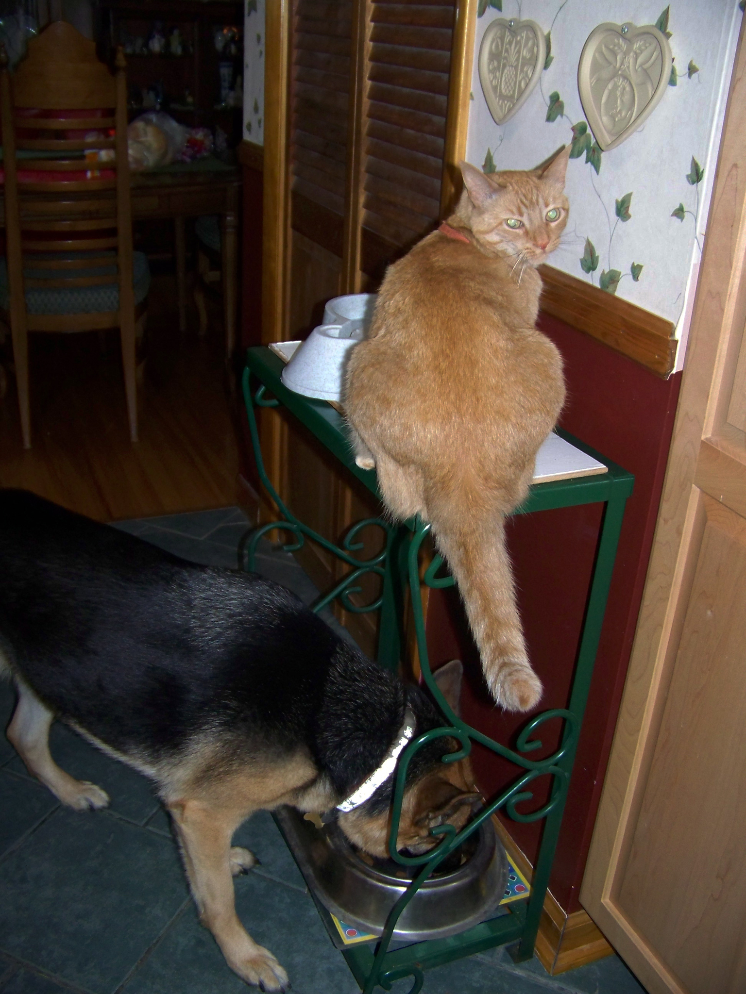 german shepherd Oprah eating with orange cat Pecan trying to eat above her