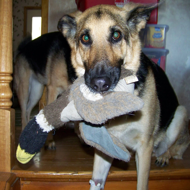 german shepherd Oprah and her favorite toy