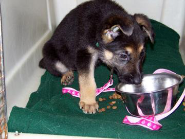 eight week old german shepherd Oprah