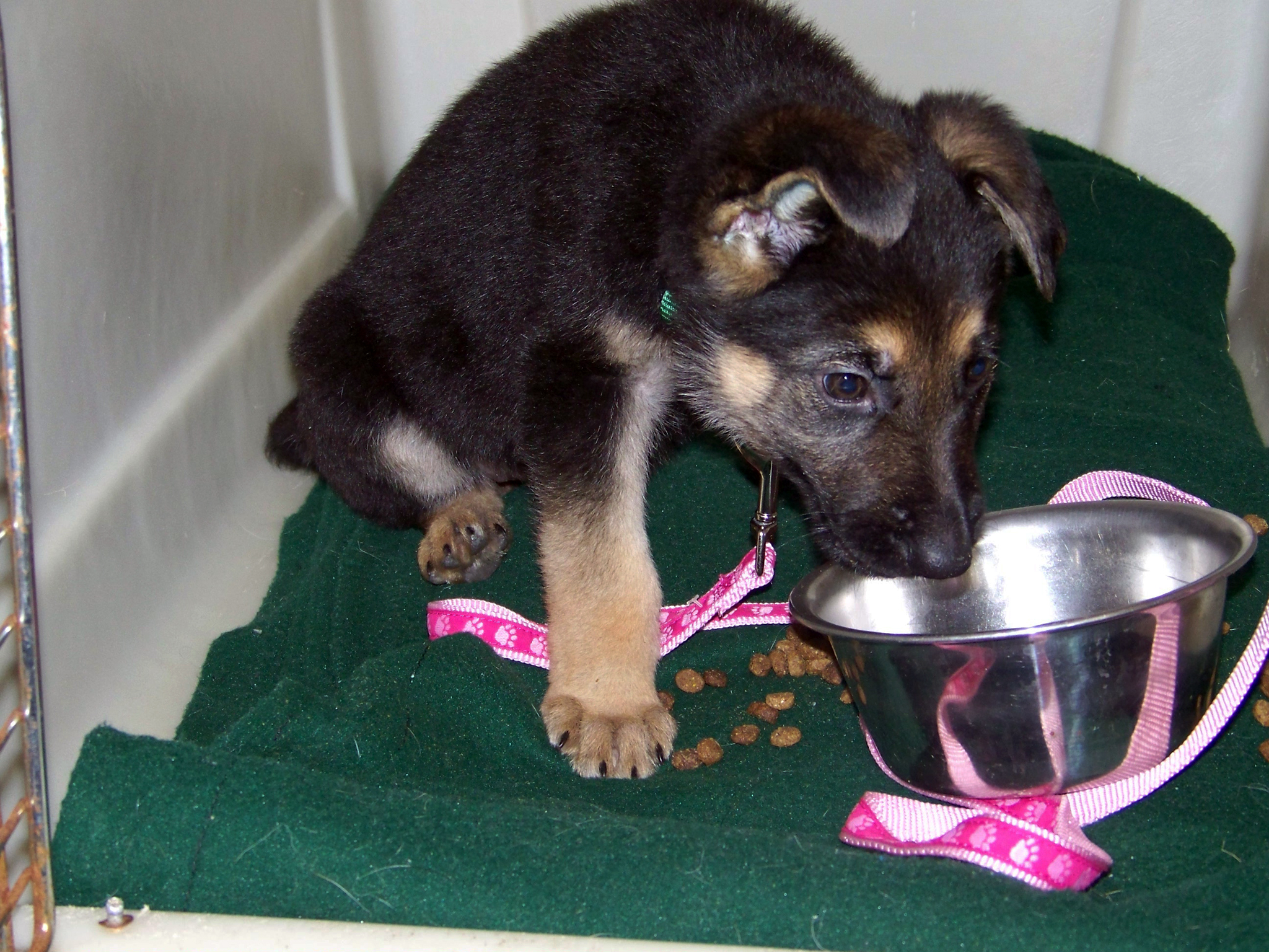 eight week old german shepherd Oprah