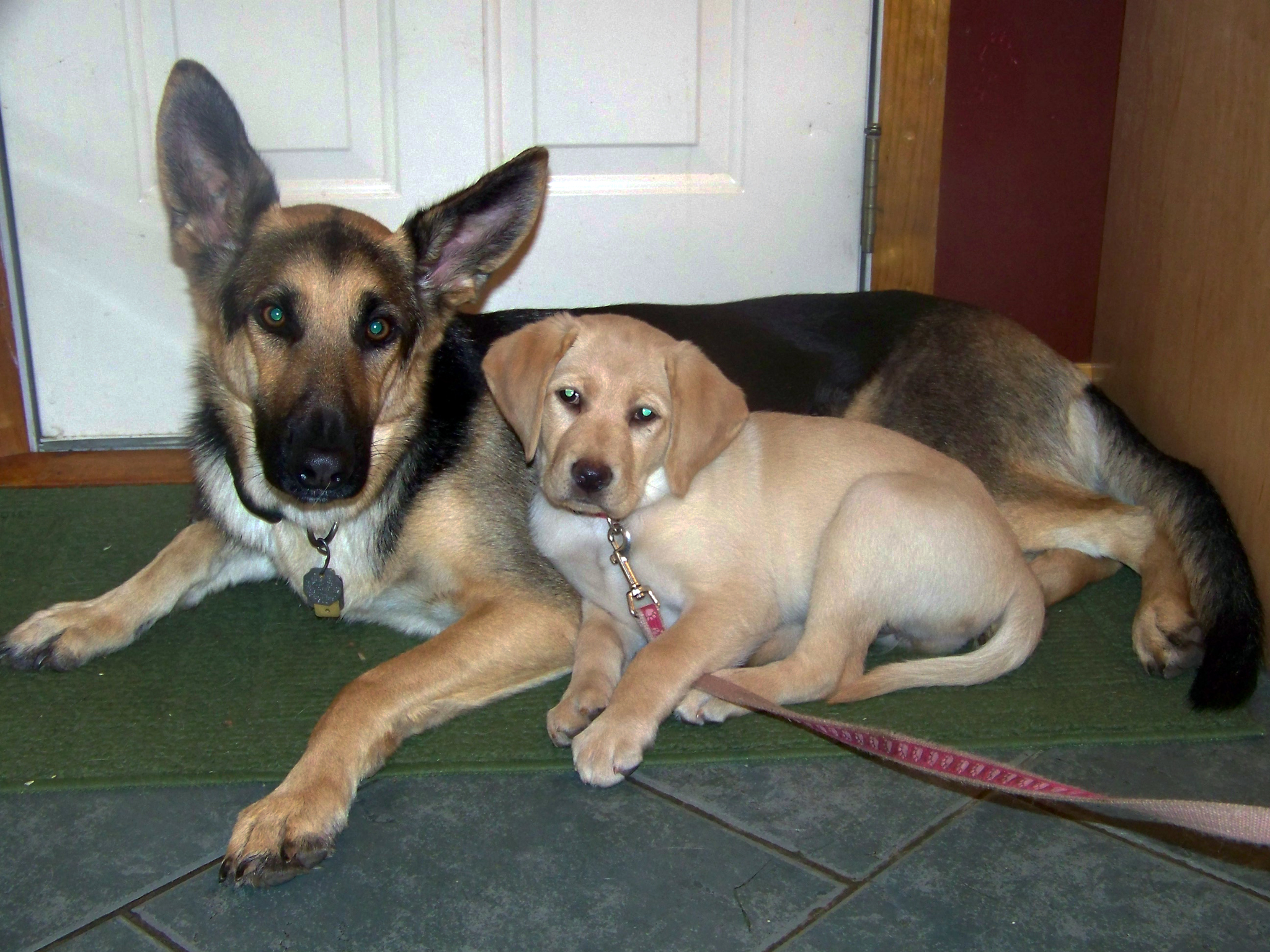 German shepherd Oprah taking care of yellow lab Haiku